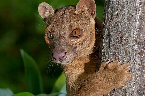 Animal Magic And Stunning Vistas — End0skeletal The Fossa Is A Cat