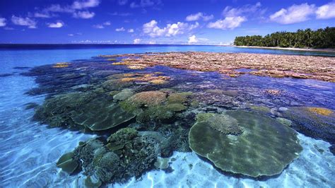 Beautiful Coral Reefs Great Barrier Reef Queensland Australia