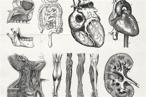 76 Vintage Anatomy Illustrations Tom Chalky