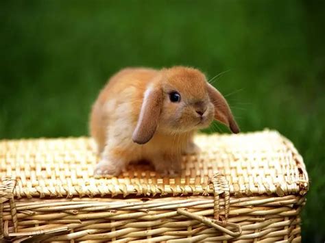 Most Beautiful Rabbit Breeds Petsfoto