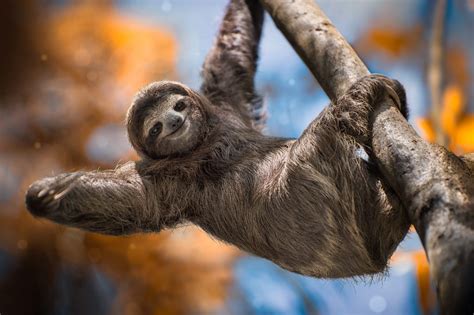 Sloth Symbolism - Spirit Animal Totems