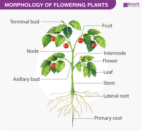 Morphology Of Flowering Plants Structure Of Flowering Plant Vrogue