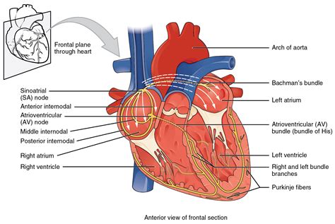 Cardiac Muscle And Electrical Activity Anatomy And Physiology