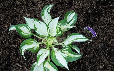 Loyalist Hosta Lily 1 Gallon Perennial Perennials For Spring