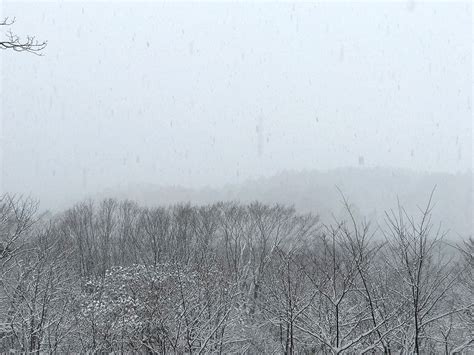 雪降る森の無料写真素材 フリー