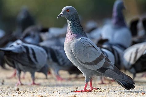 Common Pigeon The Animal Facts Appearance Diet Habitat Lifespan