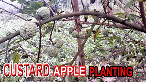 Commercially Custard Apple Farming In Bangladesh All About Sugar