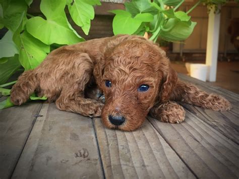 Brown and white parti standard poodle puppies. Poodle Puppies For Sale | Modesto, CA #214443 | Petzlover