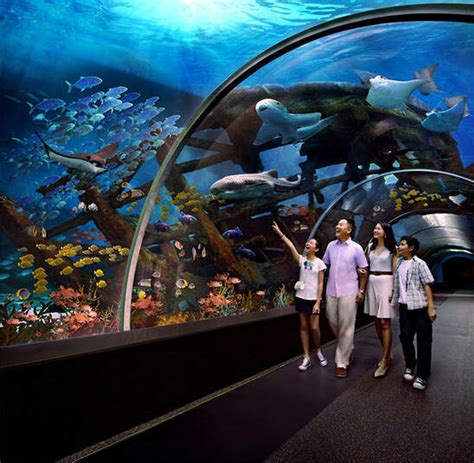 Marine Life Park Sentosa Singapore Singapore Travel Guide