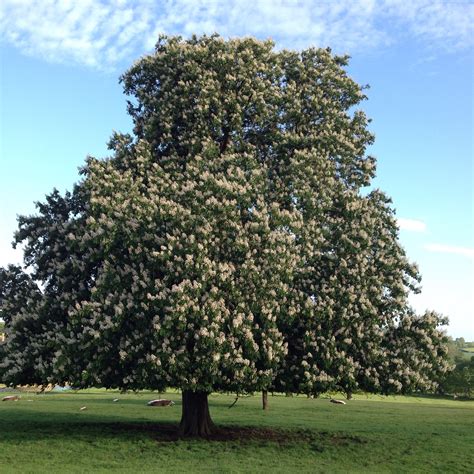 Beautiful Pink Horse Chestnut Tree In Broughton Park Oxfordshire