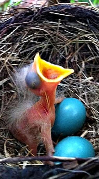 Finding and dealing with their nests is usually best left to a professional pest control company for many reasons. How to manage hair on and around the penis - THE NEWS ...