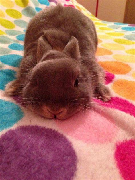 21 Super Cute Tiny Bunnies That Will Melt Your Heart