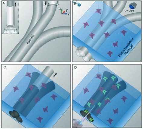 3d Bioprinting Improved Artificial Blood Vessels Kurzweil