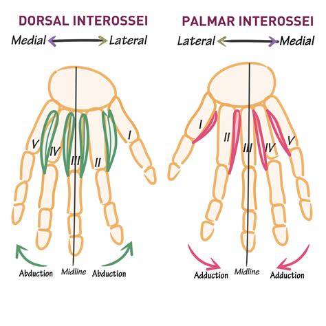 Gross Anatomy Glossary Hand Muscles Interossei Dorsal And Palmar