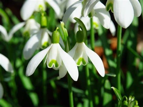 Snowdrop Flowers Plant Types How To Grow And Care Florgeous