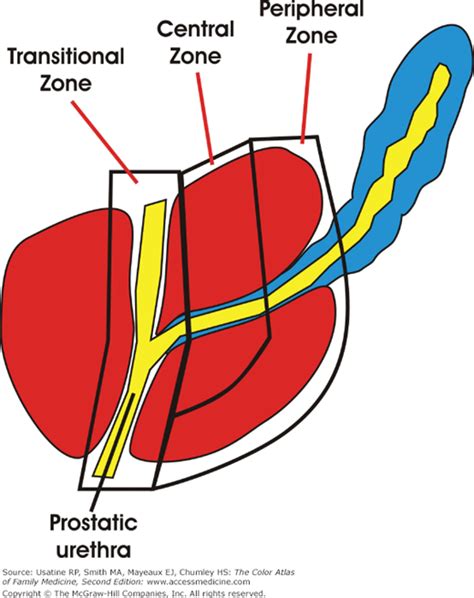 Prostate Zones Diagram