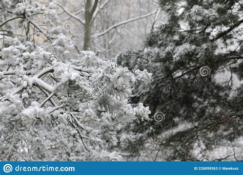 Branches Covered After Freshly Fallen Snow Stock Image Image Of