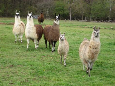 Llamas For Sale Tionestapleasantville For Sale In Erie Pennsylvania