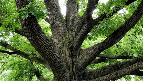 Facts About White Oak Trees Sciencing