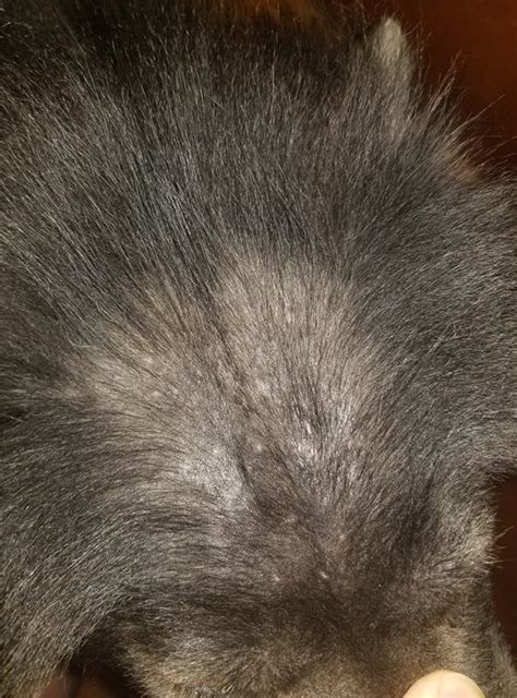 Help Dog Fur Lost With White Dots Pimples Dogs
