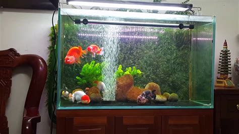 Planted Goldfish Tank Youtube