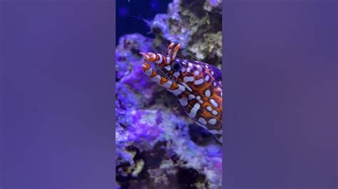 Pair Of Japanese Dragon Moray Eels Youtube
