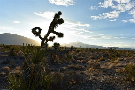Backlit Joshua Tree Silhouette Mojave Desert Sunrise Landscape Stock