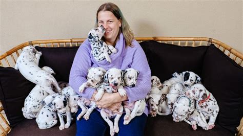 World Record 19 Dalmatian Pups Born In Australia Kidsnews