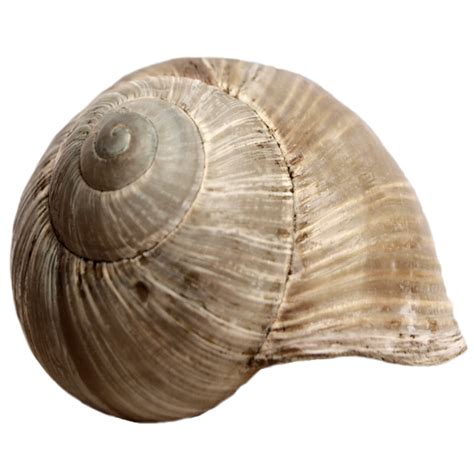 Collection Of Snail Hd Png Pluspng