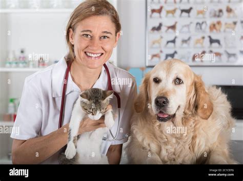 Veterinary Consultation With His Golden Retriever Dog And Cat Stock