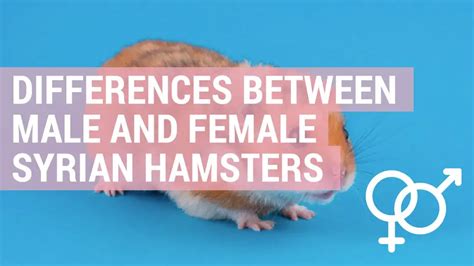 Differences Between Male And Female Syrian Hamsters Hamster Guru