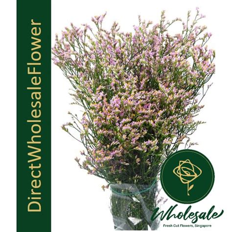 Send flowers delivery singapore, flowers to singapore, cheap prices, singapore flowers, gifts to singapore, singapore florist deliver flowers my mom felt really very special when i presented her those aromatic fresh flowers on this mother's day. Limonium (Caspia) - Flower Wholesale in Singapore