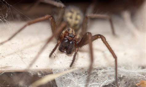8 Facts About The Misunderstood House Spider