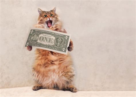 Top 20 Most Expensive Cat Breeds Onlinecatworld
