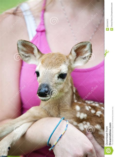 Baby Fawn Closeup Stock Image Image Of Mammal Newborn