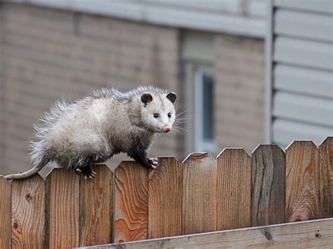 Opossum Removal And Trapping In Indiana Get Rid Of Opossums