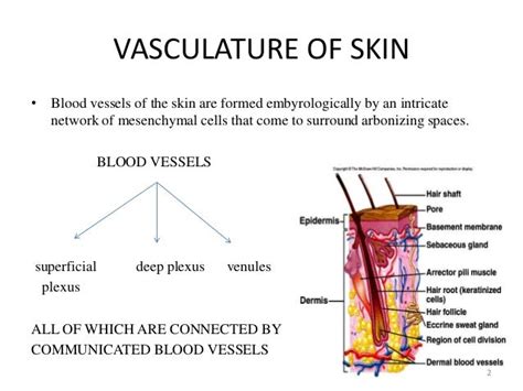 Vasculature And Innervation Of Skin