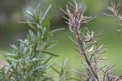 3 Florida plants that repel Mosquitoes | Mosquito Prevention