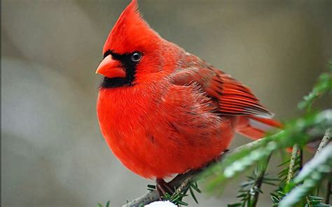 Cardinal Bird Wallpapers Top Free Cardinal Bird Backgrounds