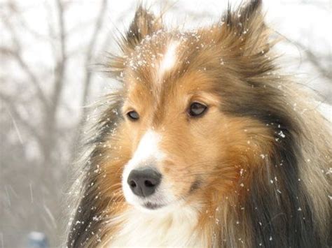 Sheltie In The Snow Smartest Dog Breeds Shetland Sheepdog Sheltie