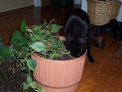 And some cats move on to eating stranger items such as shoelaces, paper, plastic goods like grocery bags and shower curtains, and even electrical cords, says nicholas h remove targeted items. Safeguarding Plants From Cats - How To Keep Cats Out Of ...