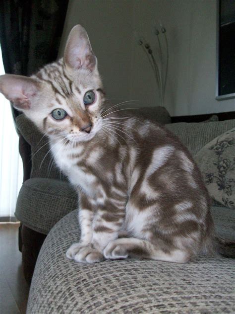 Find bengal in cats & kittens for rehoming | 🐱 find cats and kittens locally for sale or adoption in canada : Funny Bengal Cats - - Yahoo Image Search Results | ベンガル猫 ...