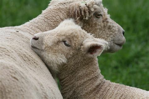 9 Wooly Facts About Darling Babydoll Sheep