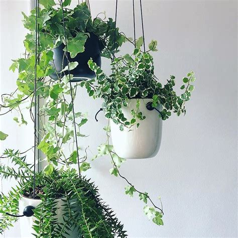 8 Beautiful Hanging Plants Perfect For Apartments Thefab20s Hanging