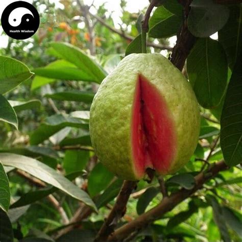 Pin On Guavas Fruit