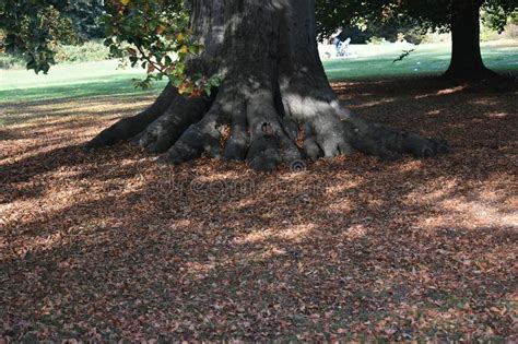 Tree Roots And Dry Leaves Dropped To The Ground Stock Photo Image Of
