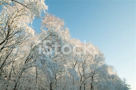 Foto De Stock Winter Wonderland Libre De Derechos Freeimages