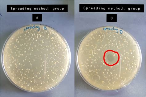 Photo 2 Growth Of C Sporogenes In Group B And D Recipes By Using The