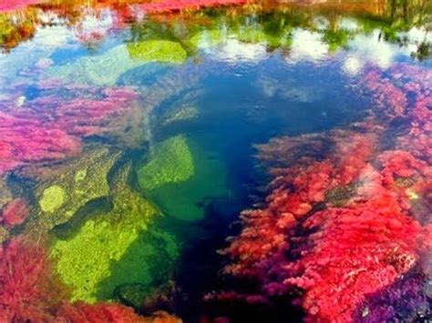 The Canos Cristales In Colombia Known As The River Of Five Colors