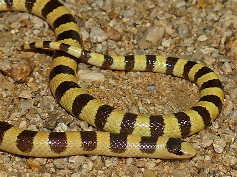 Mojave Shovel Nosed Snake Life List Blog Posts